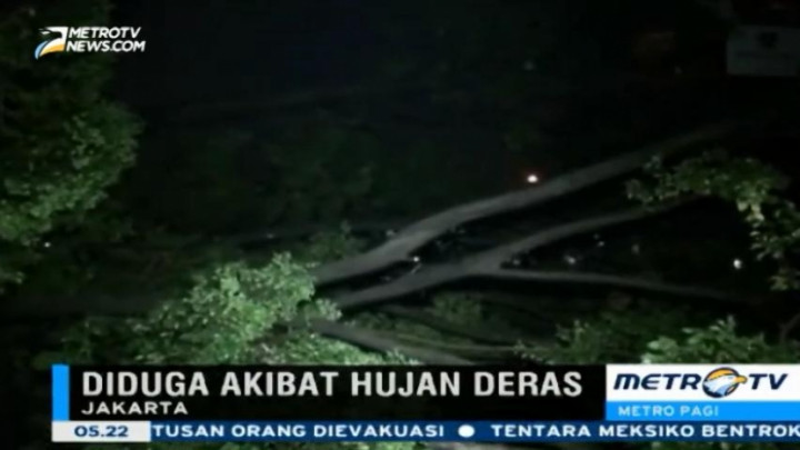 Pohon Beringin Raksasa Tumbang di Patal Senayan-Jakarta