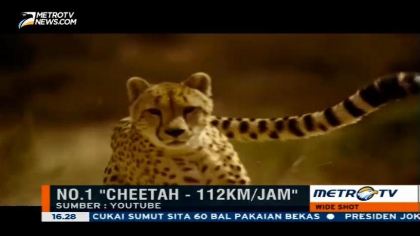 Hewan Tercepat Versi Wideshot Top 5