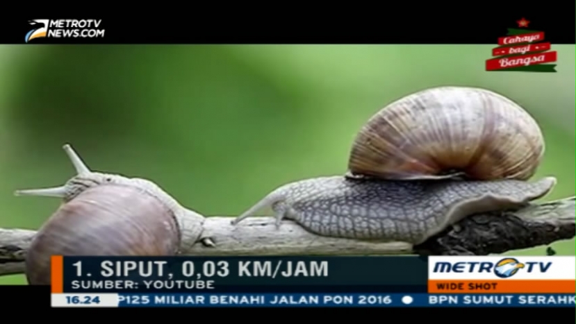 Inilah Lima Hewan Terlambat di Dunia Versi Wideshot