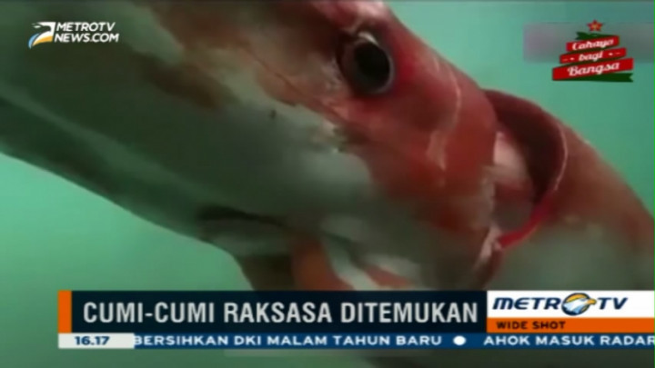 Warga Jepang Dihebohkan dengan Temuan Cumi-cumi Raksasa