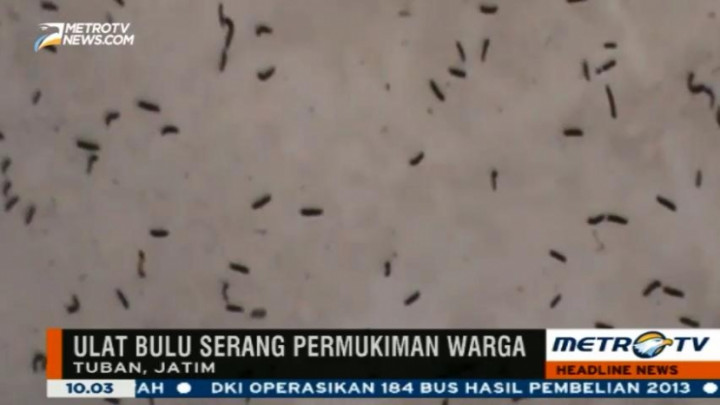 Hama Ulat Serang Permukiman Warga di Tuban
