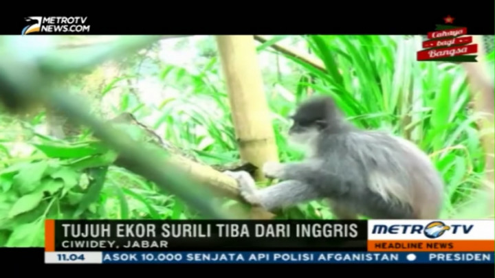 Tujuh Ekor Surili dari Inggris Dipulangkan ke Bandung