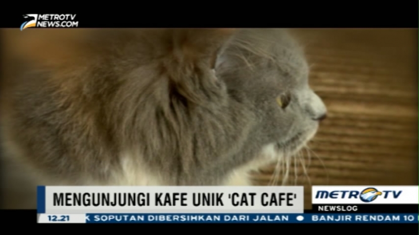  Makan Bersama Kucing di <i>Cutie Cats Cafe</i> 