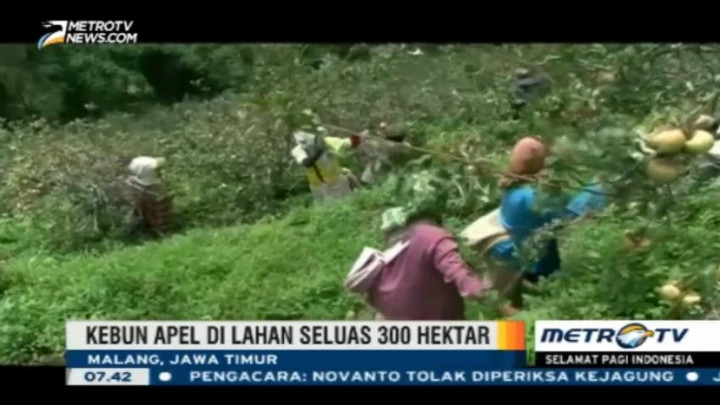 Erupsi Bromo Pengaruhi Kualitas Apel Malang