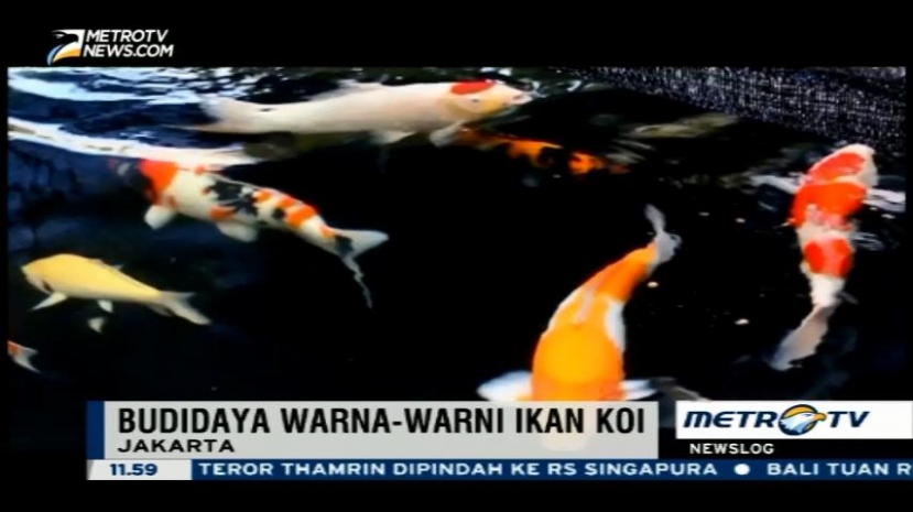 Cara Pembudidayaan Ikan Koi
