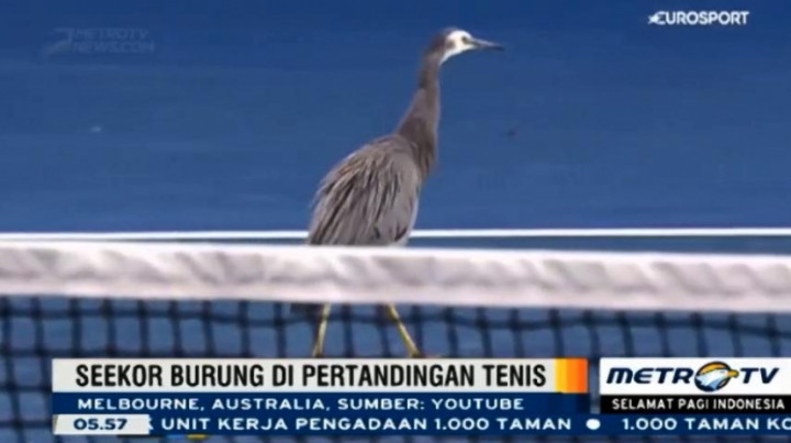 Tamu tak Diundang Masuk ke Turnamen Tenis Australia Terbuka