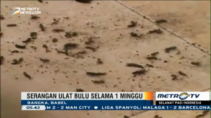 Musim Hujan Tiba, Hama Ulat Bulu Mulai Serang Warga