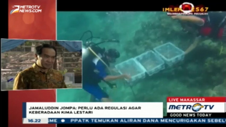 Kerang Kima, Kekayaan Alam yang Harus Dilestarikan