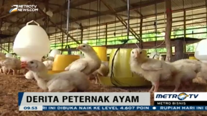 Peternak Keluhkan Harga Jual Ayam Hidup yang Rendah