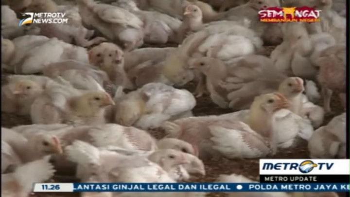 KPPU Mencium Ada Kartel Daging Ayam