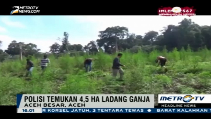 Polda Aceh Musnahkan 4,5 Hektare Ladang Ganja