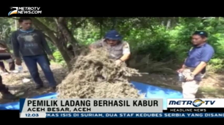  Kepolisian Aceh Musnahkan 10 Hektar Ladang Ganja Siap Panen 