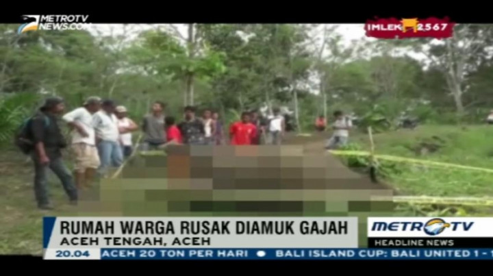 Seekor Gajah Ditemukan Mati di Kebun Warga
