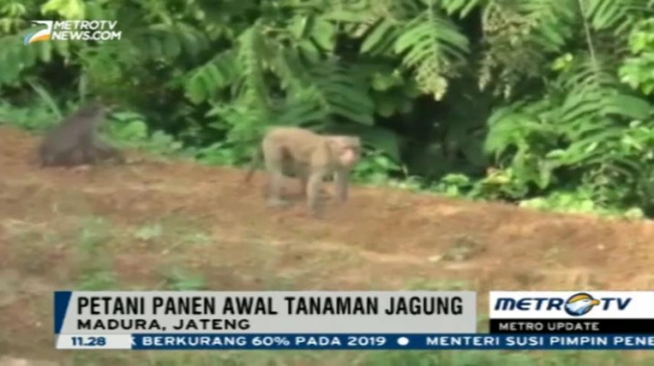 Kawanan Kera Serang Lahan Pertanian Warga Desa Basoka