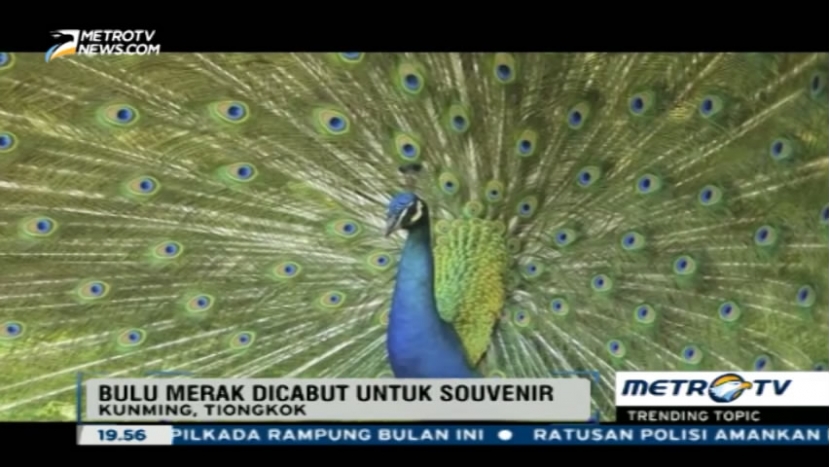 Jahil, Pengunjung Ini Cabuti Bulu Merak Hingga Mati