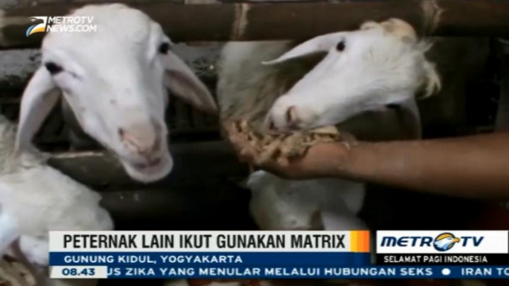 Mengubah Pelepah Pisang dan Daun Kering Jadi Pakan Ternak