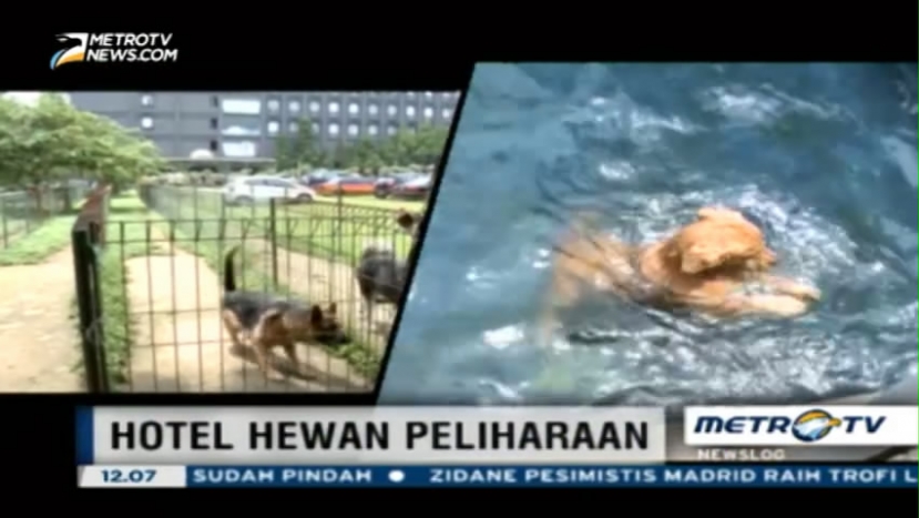 Hotel Khusus untuk Hewan Peliharaan