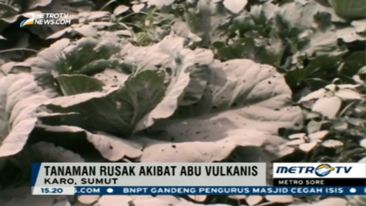 Abu Vulkanis Sinabung Rusak Tanaman Pertanian Warga