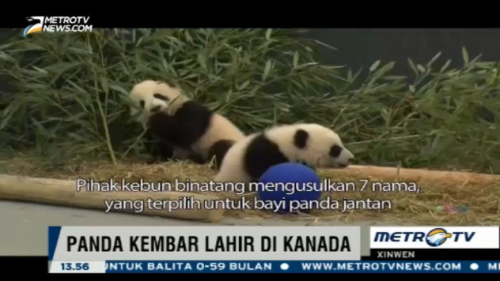 Panda Kembar Lahir di Kanada