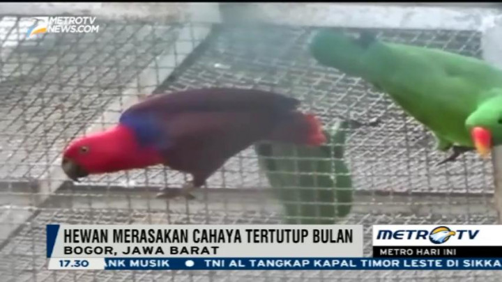 Perubahan Perilaku Hewan saat Gerhana Matahari