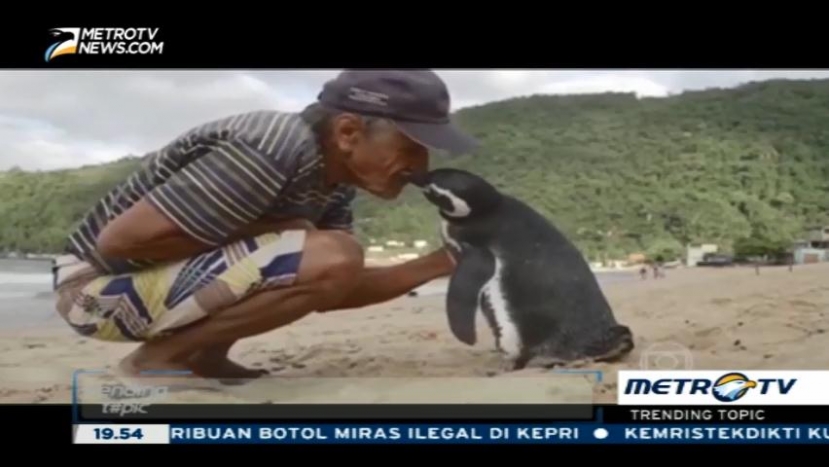 Pinguin Ini Selalu Temui Nelayan Tua yang Menyelamatkannya