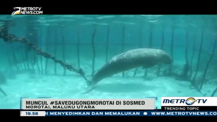 Menteri Susi Pastikan Dugong Morotai akan Dibebaskan