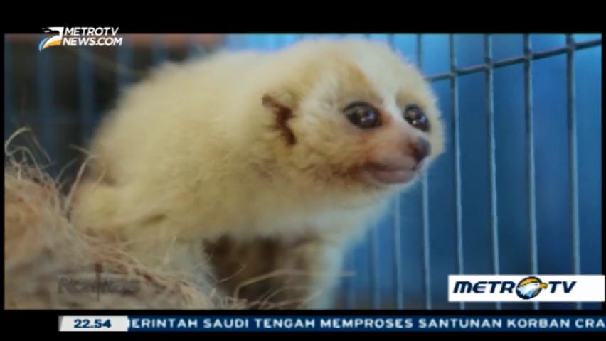 Bisnis Liar Satwa Langka (3)