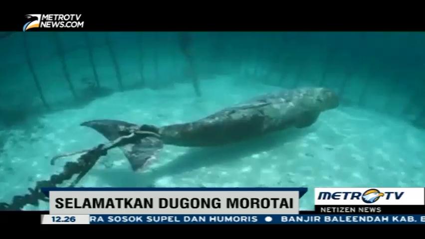 Selamatkan Dugong Morotai