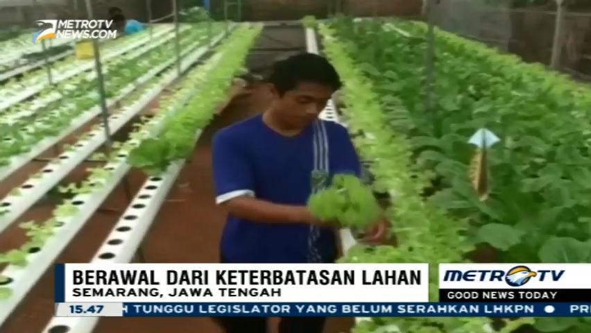 Meraup Rupiah dari Hidroponik
