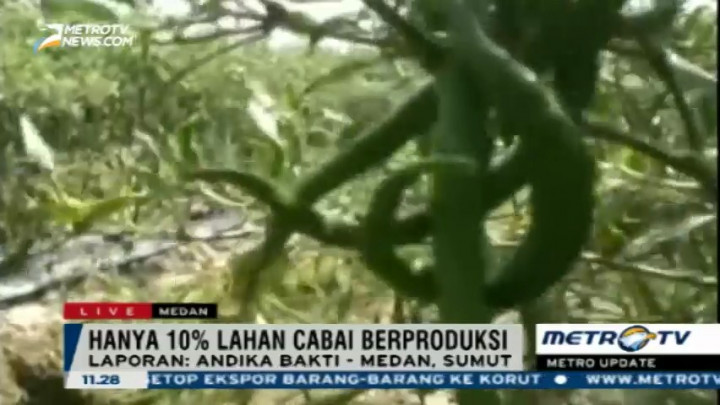 90 Persen Lahan Cabai di Batubara Tidak Berproduksi