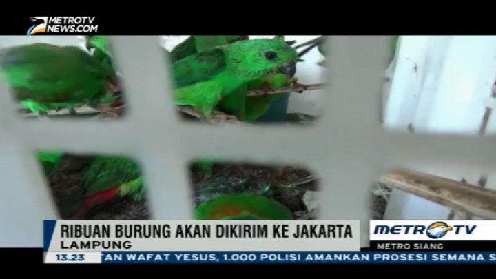Polisi Pelabuhan Merak Gagalkan Penyelundupan Ribuan Burung