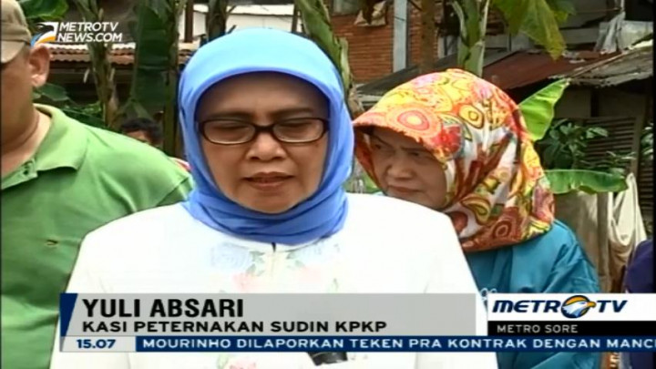 Dinas KPKP Himbau Warga DKI Tidak Pelihara Unggas