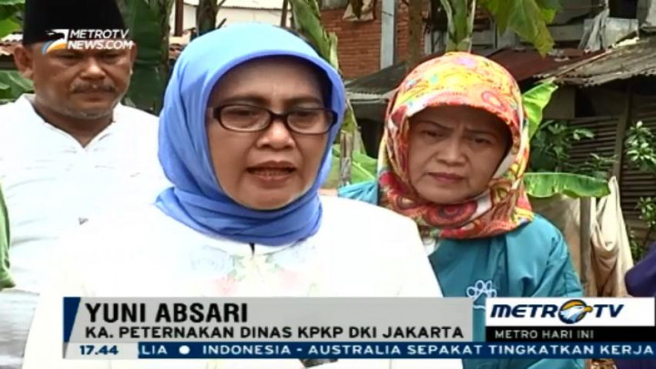 Dinas KPKP DKI Imbau Warga untuk Potong Unggas Pangan