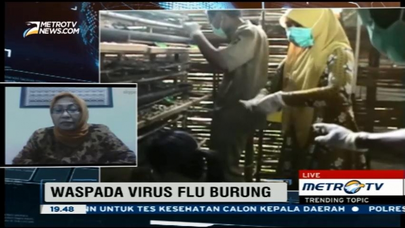 Warga Diimbau Waspada Penularan Virus Flu Burung