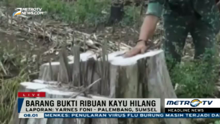 Ratusan Kubik Kayu Bukti Pembalakan Liar di Lampung Selatan Hilang