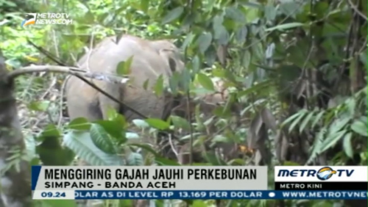 Tim Gabungan Giring Gajah Liar Jauhi Perkebunan Warga