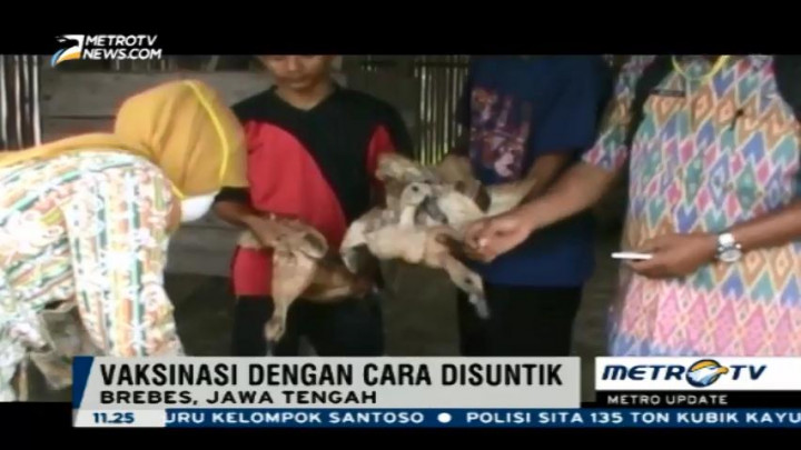 Berantas Flu Burung, Ratusan Unggas Warga Jatim Dimusnahkan