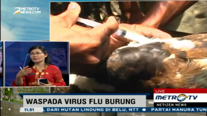 Pemeliharaan Unggas Dibolehkan Asal Jauh dari Pemukiman Warga