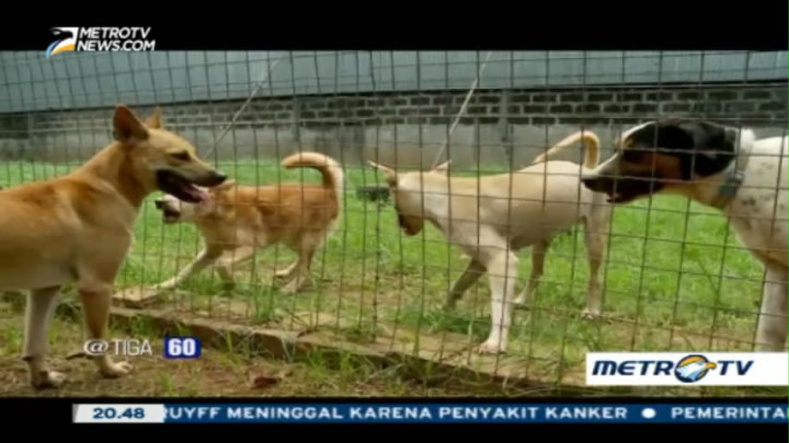 Stop Konsumsi Daging Anjing