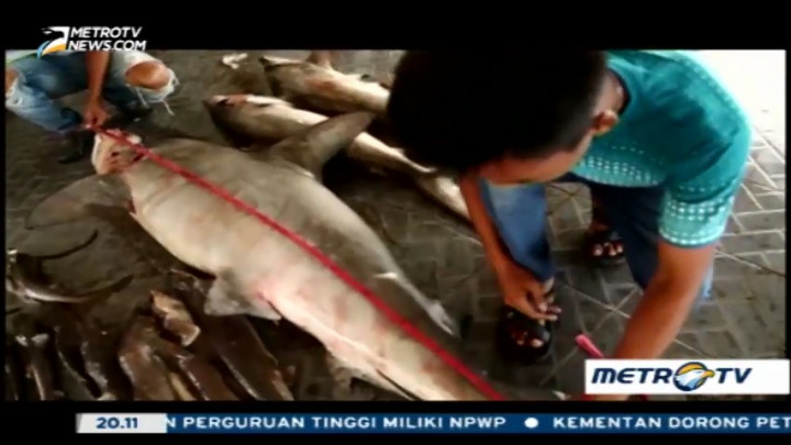 Perburuan Ikan Hiu di Indonesia
