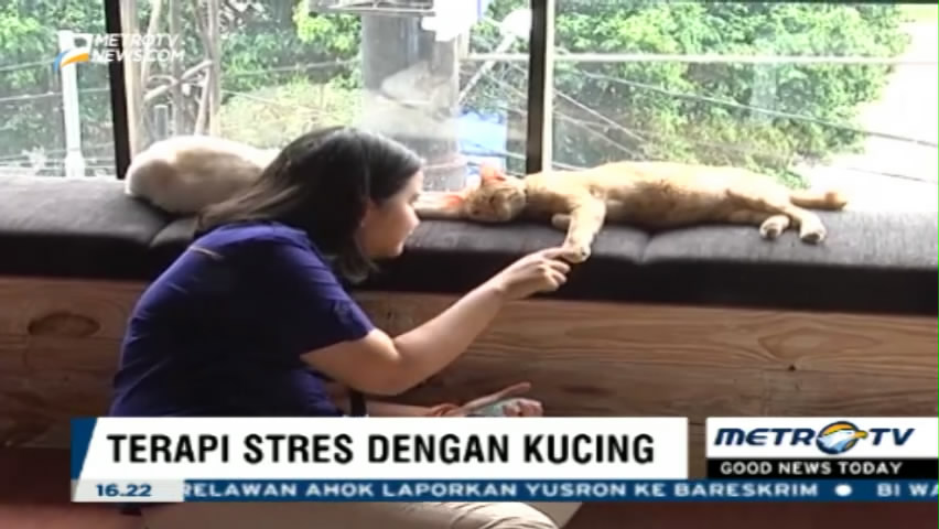 Sedang Stres? Coba Terapi dengan Kucing Yuk!