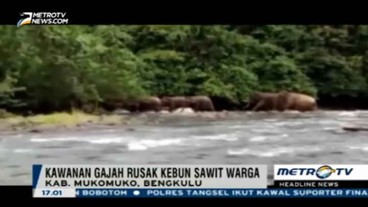 Kawanan Gajah Liar Rusak Ratusan Hektare Kebun Sawit di Mukomuko
