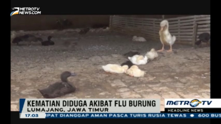 Ribuan Bebek di Lumajang Mati Mendadak