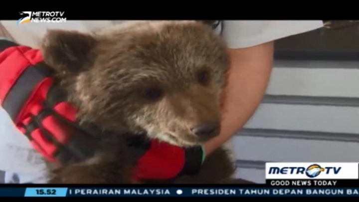 Bayi Beruang Coklat Berhasil Diselamatkan Warga