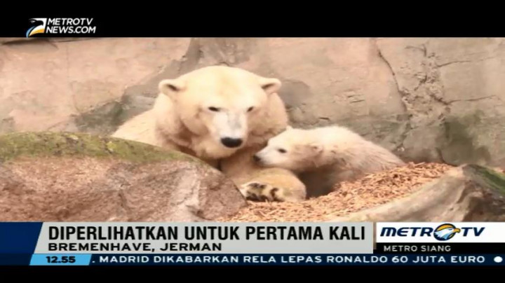 Bayi Beruang Kutub Diperlihatkan untuk Pertama Kalinya di Kebun Binatang Jerman