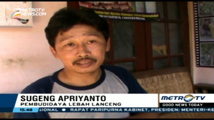 Kisah Sukses Budidaya Lebah Lanceng