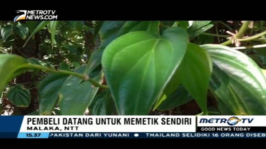 Budaya Kunyah Sirih Pinang