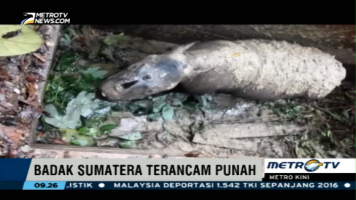 Badak Sumatera Langka Mati Diduga Akibat Infeksi