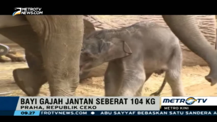 Bayi Gajah Jantan Lahir di Kebun Binatang Praha
