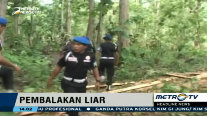 Polisi Kejar Puluhan Pelaku Pembalakan Liar di Sampolawa